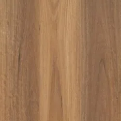 Pale Spotted Gum Hybrid
